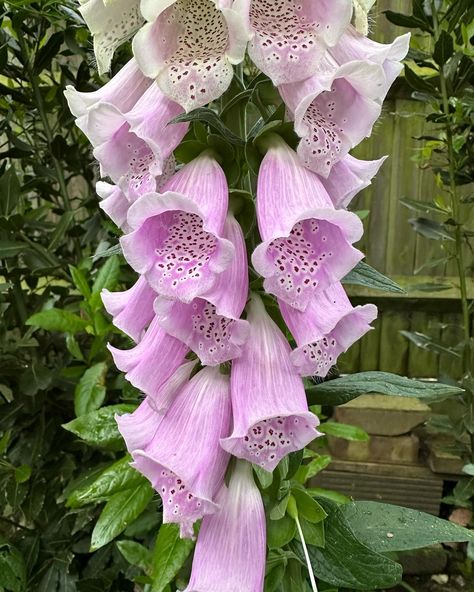 My Foxgloves have flowered! Ignore the bins 😅 . . #foxgloves #wildflowers #woodlandflowers #floralart Foxglove Flower, Foxglove Flowers, Woodland Flowers, Future Garden, Farm Garden, Nothing But Flowers, Favorite Flower, Floral Inspiration, Favorite Flowers