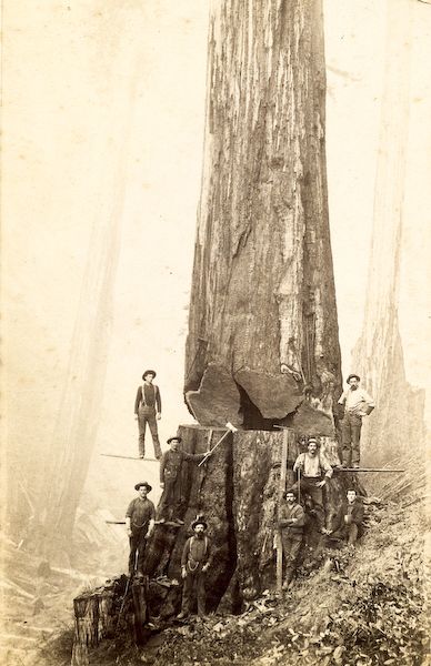 Lumberjacks Wilde Westen, Giant Tree, Large Tree, Ulsan, Big Tree, Group Of People, Interesting History, Foto Art, Lumberjack