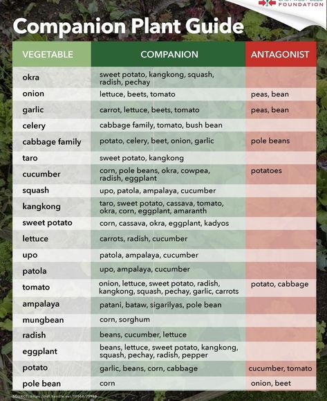 Okra Companion Planting, Eggplant Companion Plants, Garlic Companion Plants, Square Foot Gardening Plans, Potato Companion Plants, Companion Planting Chart, Growing Vegetables Indoors, Companion Planting Vegetables, Garden Companion Planting