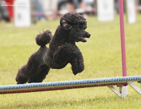 Black Standard Poodle, Poodle Miniature, Black Poodle, Toy Dogs, Standard Poodles, Miniature Poodle, Standard Poodle, Toy Poodle, Dog Toys