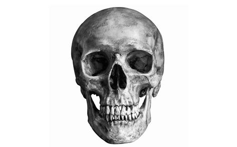 Human Skull Front View, Skull Front View, Skull Open Mouth, Human Skeletal System, Skull Reference, Skull Model, Divine Proportion, Human Skull, Anatomy Reference