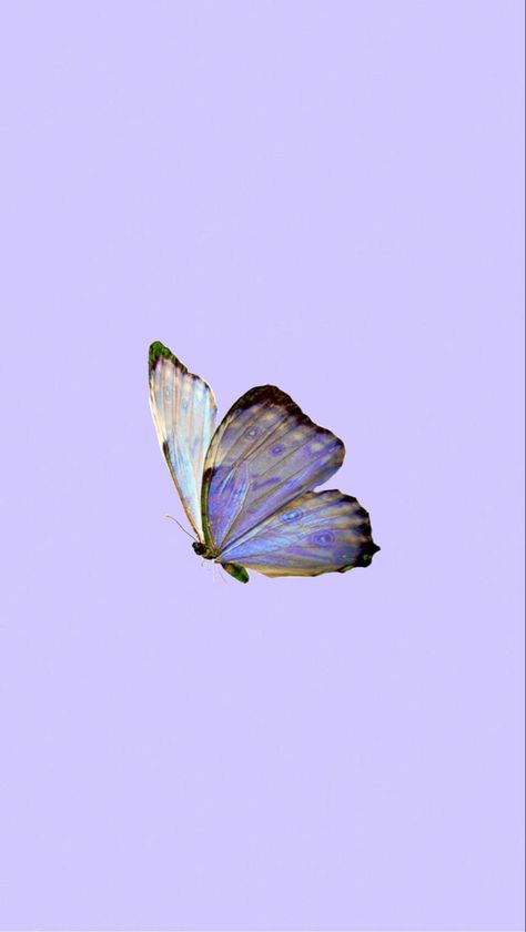 Purple Butterfly Aesthetic Wallpaper, Purple Butterfly Aesthetic, Butterfly Aesthetic Wallpaper, Aesthetic Wallpaper For Phone, Carpet Ideas 2023, Butterfly Aesthetic, Iphone Wallpaper Aesthetic, Wedding Drawing, Wallpaper For Phone