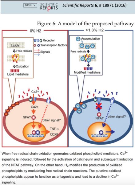 NRF2 PATHWAYUnlike conventional antioxidants [34], hydrogen does have the ability to reduce excessive oxidative stress [23], but only under conditions where the cell is experiencing abnormally high levels of oxidative stress that would be harmful and not hormetic.One mechanism that hydrogen uses to protect against oxidative damage is by the activation of the Nrf2-Keap1 system and subsequent induction of the antioxidant response element (ARE) pathway, which leads to the production of various Signal Transduction, Double Blinds, Gene Expression, Nitric Oxide, The Cell, Free Radicals, Clinical Trials, Medical, Benefits