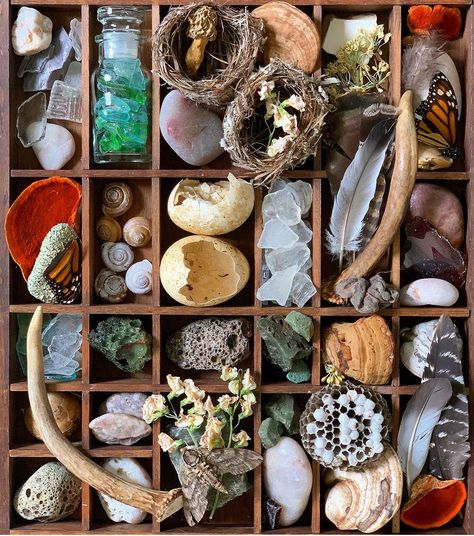 Rock Collection Display, Boho Decor Ideas, Shell Display, Cabinet Of Curiosity, Nature Projects, Deco Nature, Printers Tray, Found Object Art, Nature Table