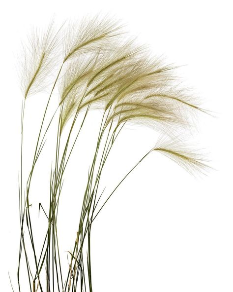 Foxtail Grass, Mary Jo Hoffman, Scene Photo, Grasses, Natural Environment, Be Still, Fascinator, Print Making, Right Now