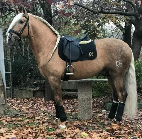 Perlino Horse, Horse Coat Colors, Spanish Horse, Pony Breeds, Cute Horse Pictures, Horse Inspiration, Most Beautiful Horses, Dressage Horses, Majestic Horse