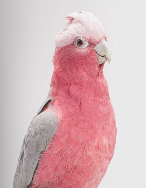 pink so pretty Galah Cockatoo, Pink Animals, Australian Birds, Colorful Bird, Pink Bird, Main Game, Big Bird, Tropical Birds, Exotic Birds