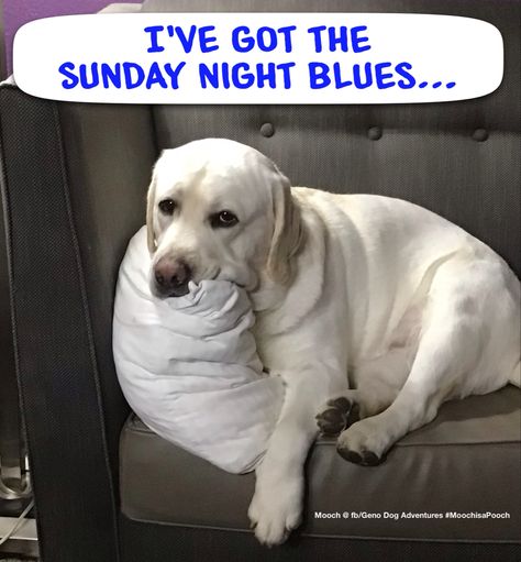 Sunday Blues Humor, Sunday Night Blues, Sunday Blues, Love Puns, Dog Adventure, Blue Dog, Inspirational Sayings, Funny Humor, Sunday Night