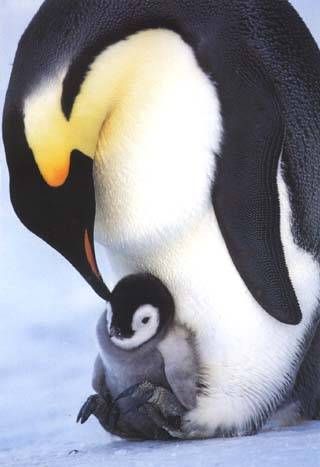 Emperor penguin chick being cradled Emperor Penguin Chick, March Of The Penguins, Picture Travel, Emperor Penguins, Penguin Pictures, The Penguins, Wild Animals Pictures, Penguin Love, Emperor Penguin