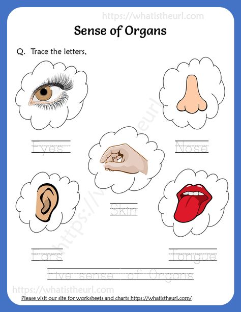 Trace the letters – Sense of Organs Worksheet Sense Organs For Kindergarten Chart, 5 Sense Organs Chart, Sense Organs Worksheets For Grade 1, Sense Organs Worksheets For Kindergarten, Sense Organs Activities, Sense Organs, Sense Organs For Kindergarten, External Organs Worksheet, Sense Organs Worksheets