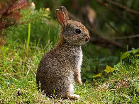 Baby English wild rabbit by Mark Philpott, via Flickr Bunny Buns, Wild Bunny, Wild Hare, Brown Rabbit, Adorable Bunnies, Wild Rabbit, Rabbit Art, Pet Rabbit, Baby Bunnies