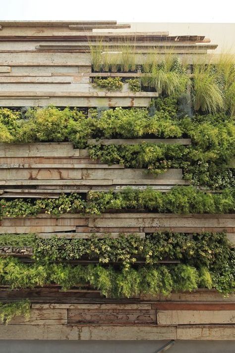 Living wall in the Centro Office Building, Peru. Garden Fence Design, Fence Design Ideas, Green Facade, Vertical Garden Wall, Living Walls, Walled Garden, Most Beautiful Gardens, Full Picture, Vertical Gardens