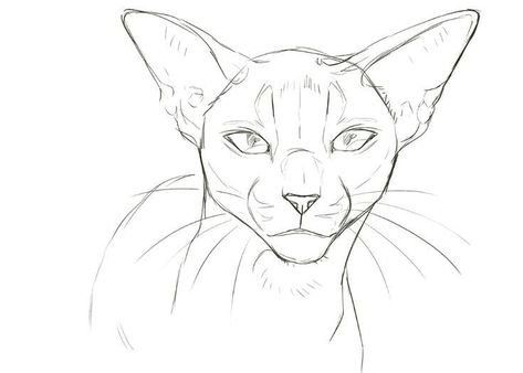 Cat Face Drawing, Cat Drawing Tutorial, Cats Art Drawing, Warrior Cats Fan Art, Warrior Cat Drawings, Cat Sketch, Warrior Cats Art, Bongos, Warrior Cat