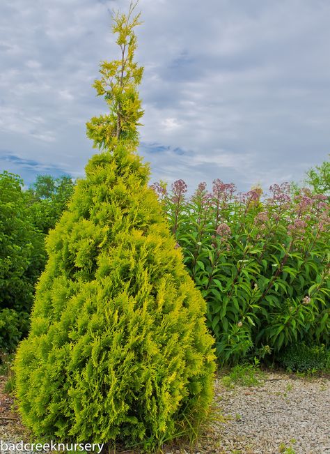 Thuja occidentalis 'Malonyana Aurea' Miniature Conifers, Thuja Occidentalis, Evergreen Garden, Yard Landscaping, Landscaping, Country Roads, Yard, Plants, Garden Landscaping