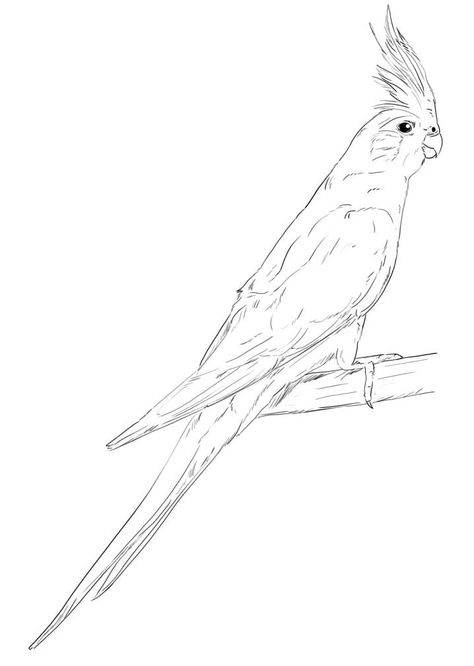 Cockatiel Tattoo Design, Parrot Drawing Pencil, Tropical Leaf Decor, Animal Line Drawings, Parrot Drawing, Easy Animal Drawings, Full Sleeve Tattoo Design, Parrots Art, Cat Coloring Book