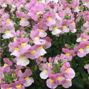 Nemesia Flowers, Colors With Yellow, Plant Varieties, Flower Colors, Balcony Plants, Spring Blossoms, Handmade Plant, Proven Winners, Flower Care