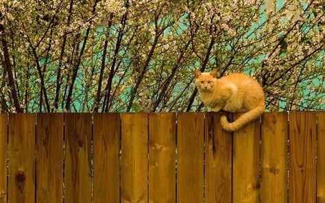 Cat Walking, Cat Fence, Spring Images, Cat Background, Christmas Tree Painting, Free Cats, Red Cat, Cat Walk, Cat Sitting