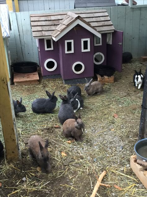 Colony-style rabbit sanctuary, Rabbitats Rabbit Rescue, Surrey/BC. Up to 50 spayed/neutered rabbits cohabit a spacious sheltered outdoor sanctuary together. These rabbits are dumped rabbits from Richmond Auto Mall that eventually were moved into this sanctuary space which holds several rabbit colony groups. Rabbit Sanctuary, Farm Rabbits, Rabbit Colony, Pet Sanctuary, Rescue Farm, Animal Rescue Ideas, Rabbit Rescue, Farm Animals Preschool, Rabbit Habitat