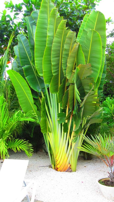 Travellers Palm Tree, Travelers Palm Tree, Travelers Palm, Tropical Garden Plants, Tropical Backyard Landscaping, Palm Trees Landscaping, Tropical Landscape Design, Travellers Palm, Paradise Plant