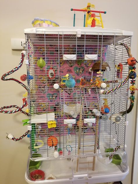 Mango in her cage! Cocktail Bird Cage, Parrotlet Cage Setup, Budgie Cage Ideas Diy, Parakeet Cage Setup, Cockatiel Cage Setup, Budgie Cage Ideas, Parakeet Cage Ideas, Bird Cage Setup, Budgie Cage Setup