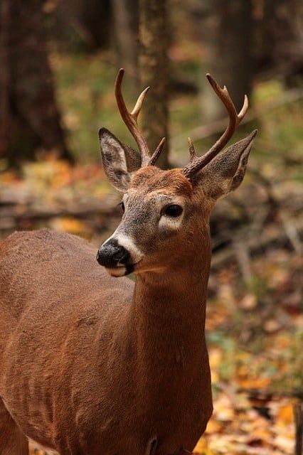 Do Female Deer Have Antlers? (species that do & don't) - World Deer Female Reindeer, Female Deer, Male Deer, Deer Signs, Deer Species, Shed Antlers, Alice Angel, Roe Deer, Reindeer Antlers