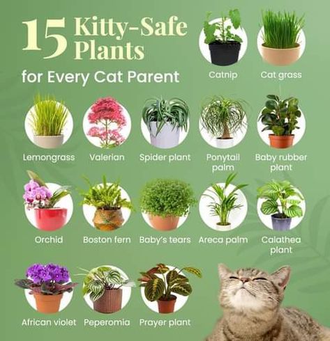 Cat Safe House Plants, Safe House Plants, Katt Diy, Cat Friendly Plants, Cat Safe Plants, Calathea Plant, Plant Care Houseplant, Cat Grass, Cat Hacks