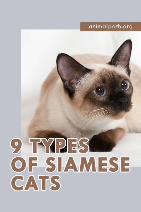 Cute Siamese Cats, Siamese Mainecoon Cat, Siamese Kitten, Type Of Cats, Fluffy Siamese Cats, Simease Kitten, Cats Breeds, Breeds Of Cats, Cat Types