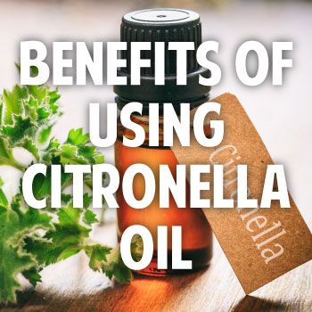 Have you ever been to a nighttime party where the host used Citronella Oil torches or candles? The smell may be sweet and it does a great job of keeping mosquitoes away. Citronella Oil does not come from the Citronella plant, which is a member of the Geranium family. In a strange twist, the Citronella plant doesn’t keep bugs away. It may even attract them! Citronella Oil comes from lemon grass, a plant which is largely found in Asia. If the only thing you know about Citronella Oil is that it ... Citronella Plant, Danette May, Citronella Oil, Homemade Oil, Citronella Candles, Organic Living, Oil Benefits, Health Nutrition, Great Job