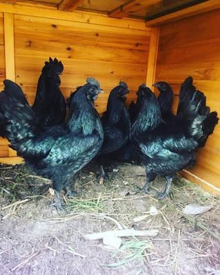 CEMANI AYAM , CHICKEN AND CHICKS AVAILABLE IN STOCK NOW, ALSO IN STOCK ARE FERTILE EGGS. TEXT ME AT 760 385 3975 Ayam Cemani Chicken, Cemani Chicken, Ayam Cemani, Chicken Barn, Tutoring Business, Plymouth Rock, Black Chickens, Hobbit House, Farm Shop