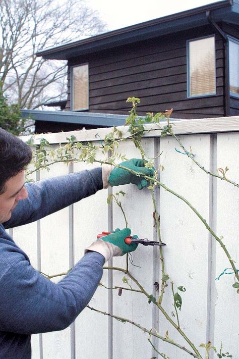 Pruning Climbing Roses - FineGardening Thornless Climbing Roses, Purple Climbing Roses, Pruning Climbing Roses, Iceberg Climbing Rose, New Dawn Climbing Rose, Climbing Roses Trellis, Rose Climbing, Rose Plant Care, Pruning Roses