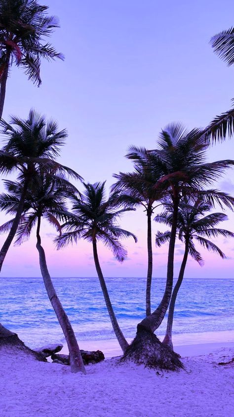 Aesthetic Wand, Wallpaper Layers, Summer Widgets, Palm Tree Background, Purple Beach, Nature Photography Flowers, Beach Flowers, Purple Vibe, Palm Trees Beach