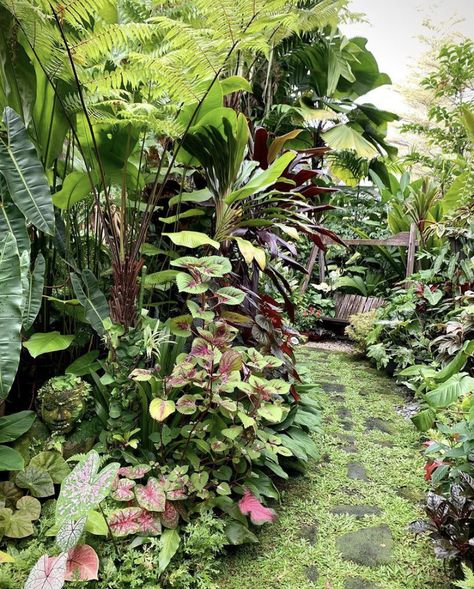 Caladium Garden, Tropical Garden Plants, Tropical Backyard Landscaping, Small Tropical Gardens, Tattoo Garden, Garden Escape, Tropical Landscape Design, Garden Tattoo, Tropical Garden Design