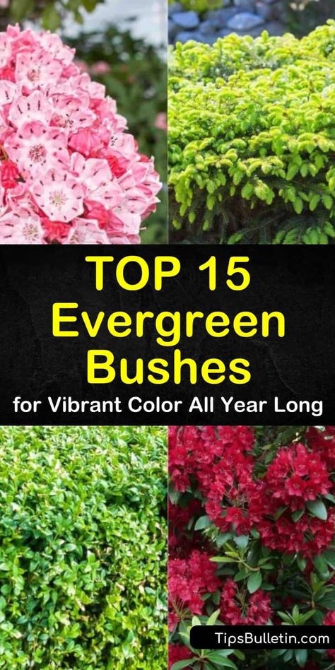 Learn how to use evergreen bushes to fill your backyards and front yards with vibrant color all year long. Evergreen shrubs are drought tolerant bushes that can thrive in shade to full sun depending on the variety. Learn how to use these hedges for privacy. #evergreen #evergreenbushes #bush Bushes In Front Of House, Evergreen Bushes, Azaleas Landscaping, Low Maintenance Landscaping Front Yard, Shrubs For Landscaping, Evergreen Landscape, Evergreen Bush, Low Maintenance Shrubs, Bushes And Shrubs