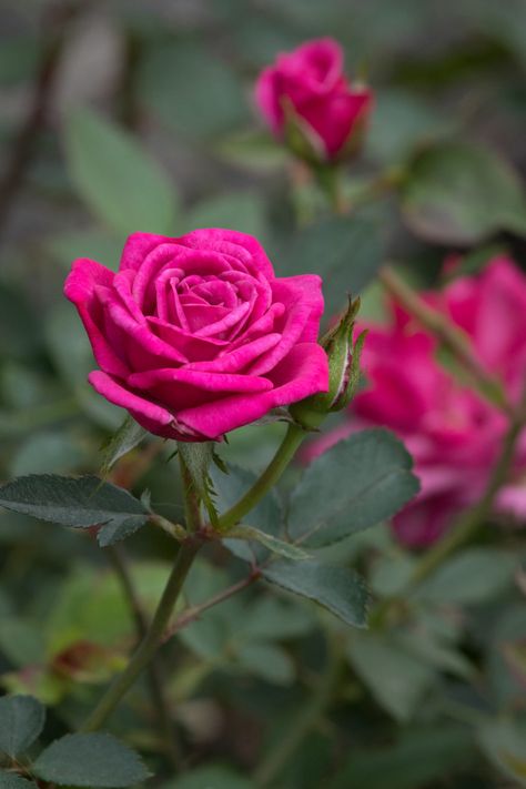 GardenZeus Recommendations for Miniature Rose Varieties in California Zone 15 Miniature Rose, Dark Purple Flowers, Rose Varieties, Light Pink Flowers, Rose Trees, Mini Roses, Flower Display, Fragrant Flowers, Coffee Colour