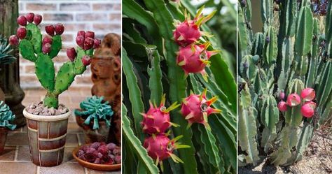 8 Exotic Fruits that Grow on Cactus (Plant Them in Pots) Opuntia Basilaris, How To Grow Dragon Fruit, Dragon Fruit Cactus, Organ Pipe Cactus, Fruit List, Barrel Cactus, Prickly Pear Cactus, Green Fruit, Cactus Plant