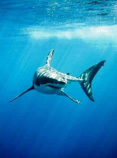 Shark Images, Save The Sharks, Shark Photos, Shark Pictures, Dangerous Animals, Animals Amazing, Marine Conservation, White Sharks, Shark Week