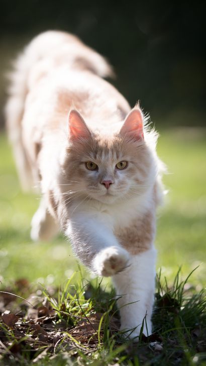 Why Does My Cat Run In Front Of Me? Is Your Cat Try To trip You By Walking In Front And Zig Zaging? Cat Running Towards Camera, Cats Walking, Walking Cat, Cat Running, Kitten Mittens, Beautiful Cat Breeds, Cat Run, Creature Of Habit, Older Cats