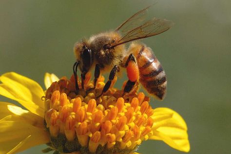 Why do disappearing honeybees matter? Bees ensure a wide variety and bounty of food for us to eat. See what a grocery store would look like without honeybees. How To Start Beekeeping, Bizarre Animals, Busy Bees, Bee Pollen, Save The Bees, Bees Knees, Radio Frequency, Mellow Yellow, Bee Keeping