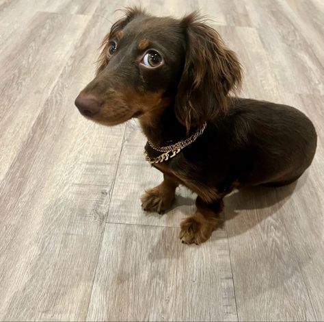 Dachshund 
Puppy
Shady pet Dachshund Side Eye, Dog Side Eye, Side Eye, Scary Dogs, Mini Dachshund, Reaction Pictures, Dachshund, Siding, Puppies