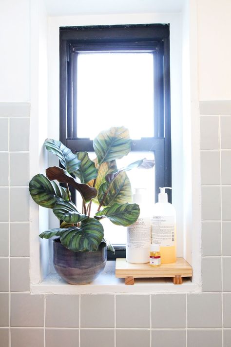 Plants above shower Small Bathroom Window, Window Sill Decor, Plant Window, Window In Shower, Window Plants, Bathroom Window, Bathroom Plants, Bathroom Windows, Up House