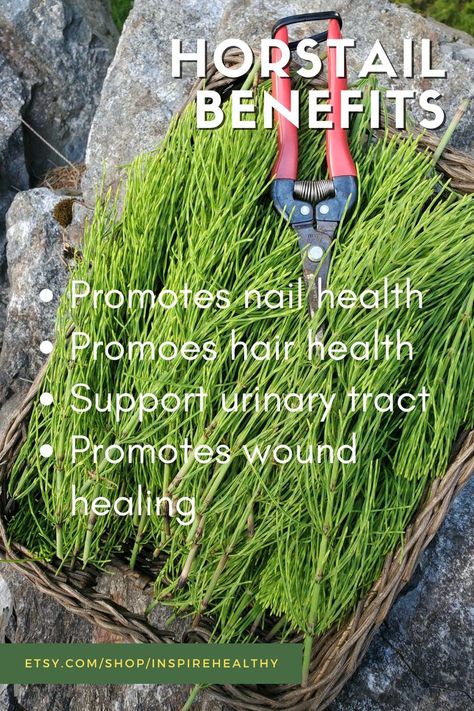 Horsetail has characters that help promote hair and nail growth. #health #herb #herbal #herbalhealth #wellness Horsetail Benefits, Herb Benefits, Dried Herbs, Nail Growth, Nail Health, Urinary Tract, Wound Healing, Drying Herbs, Seattle Washington