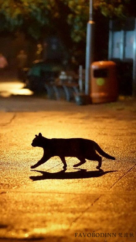 Street Cat Photography, Walking In Street, Walking On The Street, Cat Walking, Cat Night, Street Cat, Cat Photography, Cat Walk, Famous Art