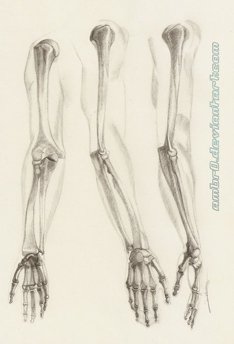 Arm Study Drawing, Skeleton Study, Arm Skeleton Reference, Bones Of The Arm, Anatomy Arm, Arm Bone Anatomy, Anatomy Drawing Bones, Arm Study, Arm Skeleton