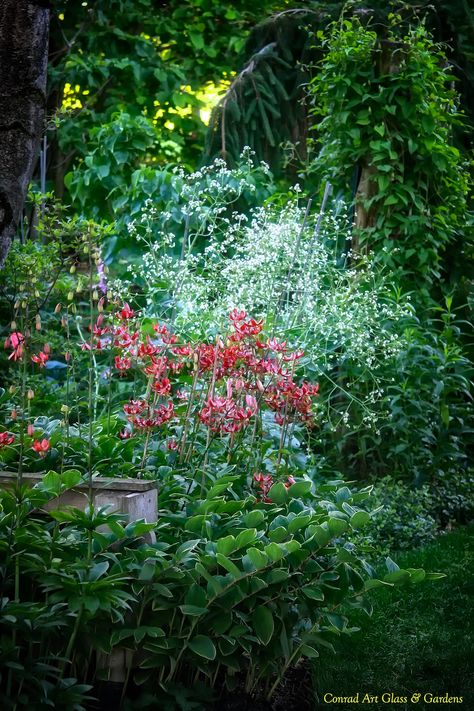 Lily season begins... martagons have come into bloom and asiatics are not far behind... | Conrad Art Glass & Gardens Lily Season, Martagon Lily, Daylily Garden, Cheese Factory, Lily Garden, Gardening Projects, Glass Garden, Backyard Landscaping Designs, Garden Projects