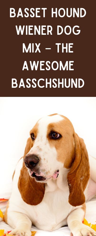 We’re used to looking past many dog crossbreeds but some are worth look at and one of those is the basset hound wiener dog mix – the awesome basschshund! This mixed breed is one of the best and most underrated family pets out there. Gentle, loving, playful, low-maintenance, and great with kids, the basset hound wiener dog mix is perfect for almost every household. Miniature Basset Hound, Basset Hound Mix, Small Sized Dogs, Dog Crossbreeds, Hound Breeds, Dachshund Mix, Dog Mixes, Bassett Hound, Loyal Dogs