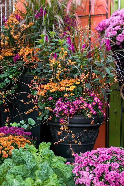 Fall Window Boxes, Potted Mums, Fall Flowers Garden, Gardening Seeds, Fall Container Gardens, Fall Gardening, Winter Gardening, Fall Mums, Fall Containers