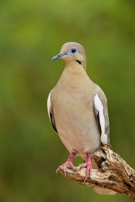 White Winged Dove, Eastern Chipmunk, Happy Birthday Wishes Sister, Hawaiian Monk Seal, White Wing, Barred Owl, Dove Bird, Turtle Painting, Bird Pictures