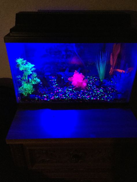 Glow Fish Tank, Black Light Fish Tank, Neon Fish Tank, Glow Fish Tank Ideas, Glo Fish Tank Ideas, Glofish Tank, Glow Fish, Fish List, Fish Tank Themes