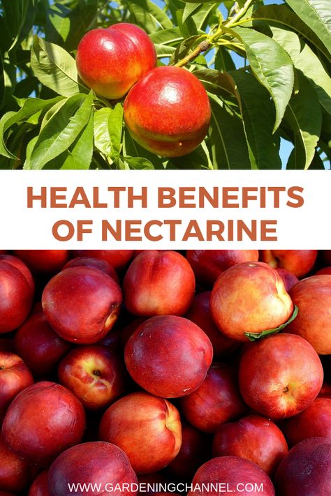 Nectarine Benefits, Nectarine Fruit, Fruit Benefits, Types Of Fruit, Growing Tips, Growing Fruit, Fruit Garden, Nectarine, Garden Tips