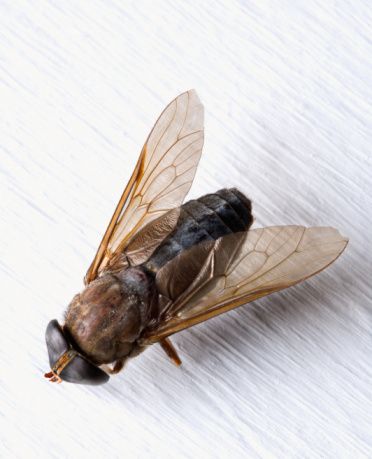 There are more than 100 varieties of horse flies in the state of Texas alone. According to the Texas A&M website, they are not only pesky because they are flies, but they are... Horsefly Repellent, Horsefly Trap, Deer Fly, Get Rid Of Flies, Best Chicken Coop, Fly Repellant, Horse Fly, Fly Traps, Bug Repellent